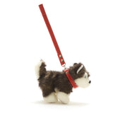 Small Kivi Husky with Red Collar and Lead