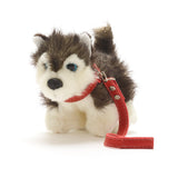 Small Kivi Husky with Red Collar and Lead